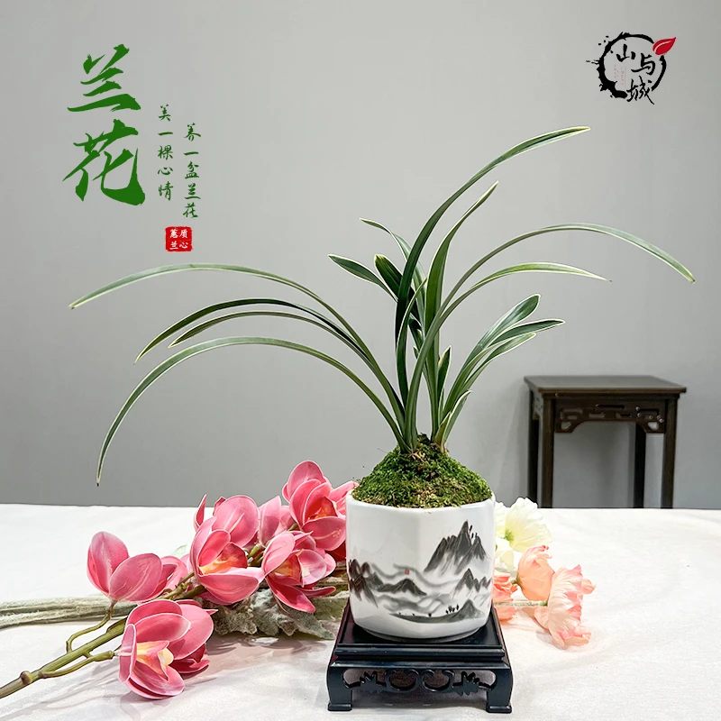 《兰卉长》白雪公主国风水墨陶瓷盆客厅办公茶桌室内盆栽绿植阳台