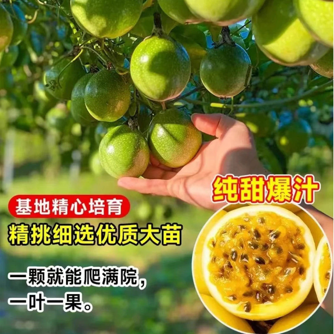 高产纯甜无酸黄金九号百香果嫁接苗带土带叶基地直发