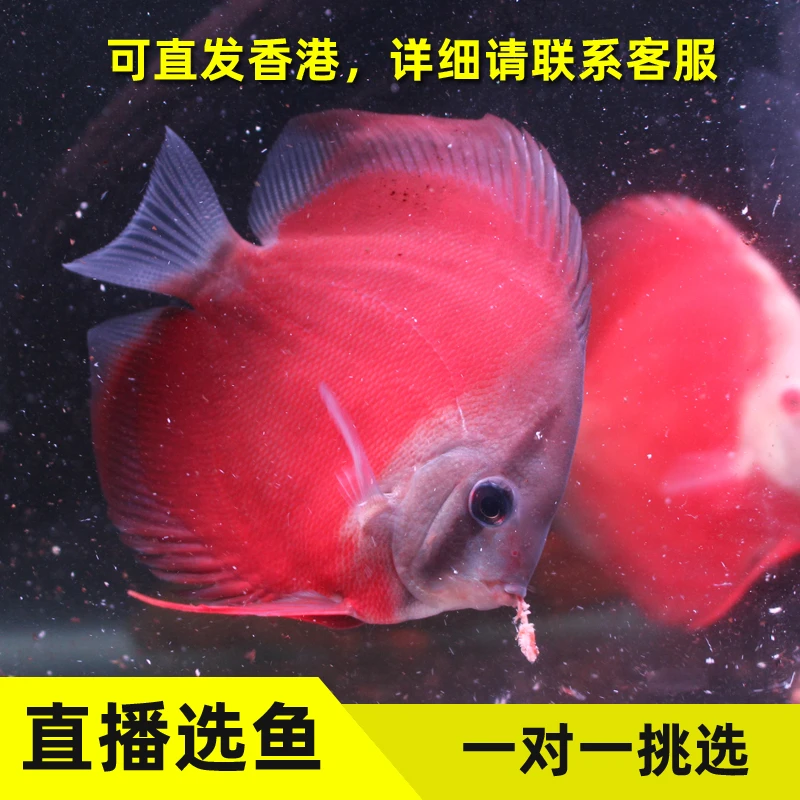 超萌好物红财神七彩神仙鱼活体热带淡水观赏鱼