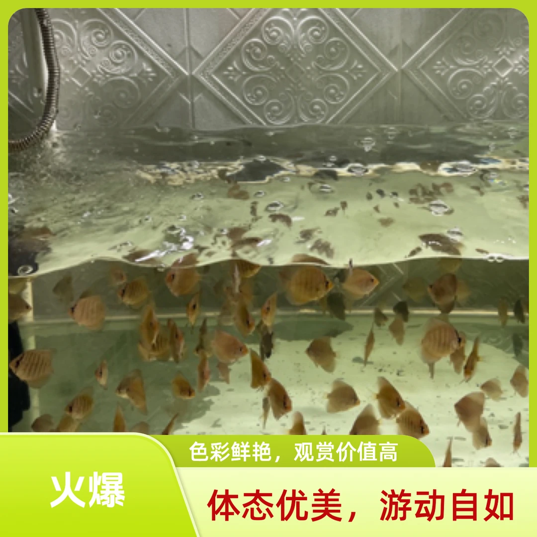 七彩神仙鱼观赏鱼苗，满100元包邮新疆满200元包邮