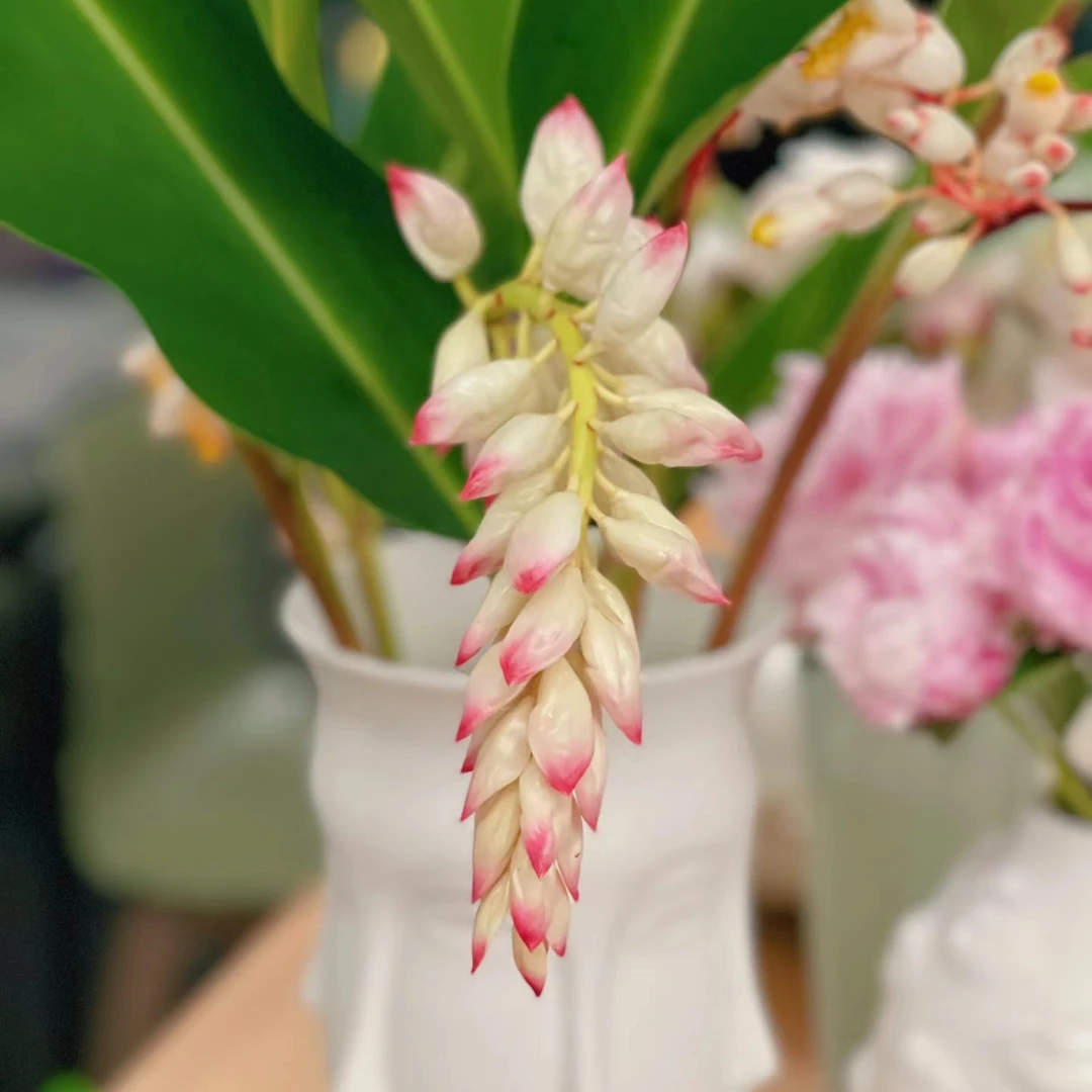 花叶良姜盆栽四季彩叶植物艳山姜盆栽绿植庭院景观四季好养阳台