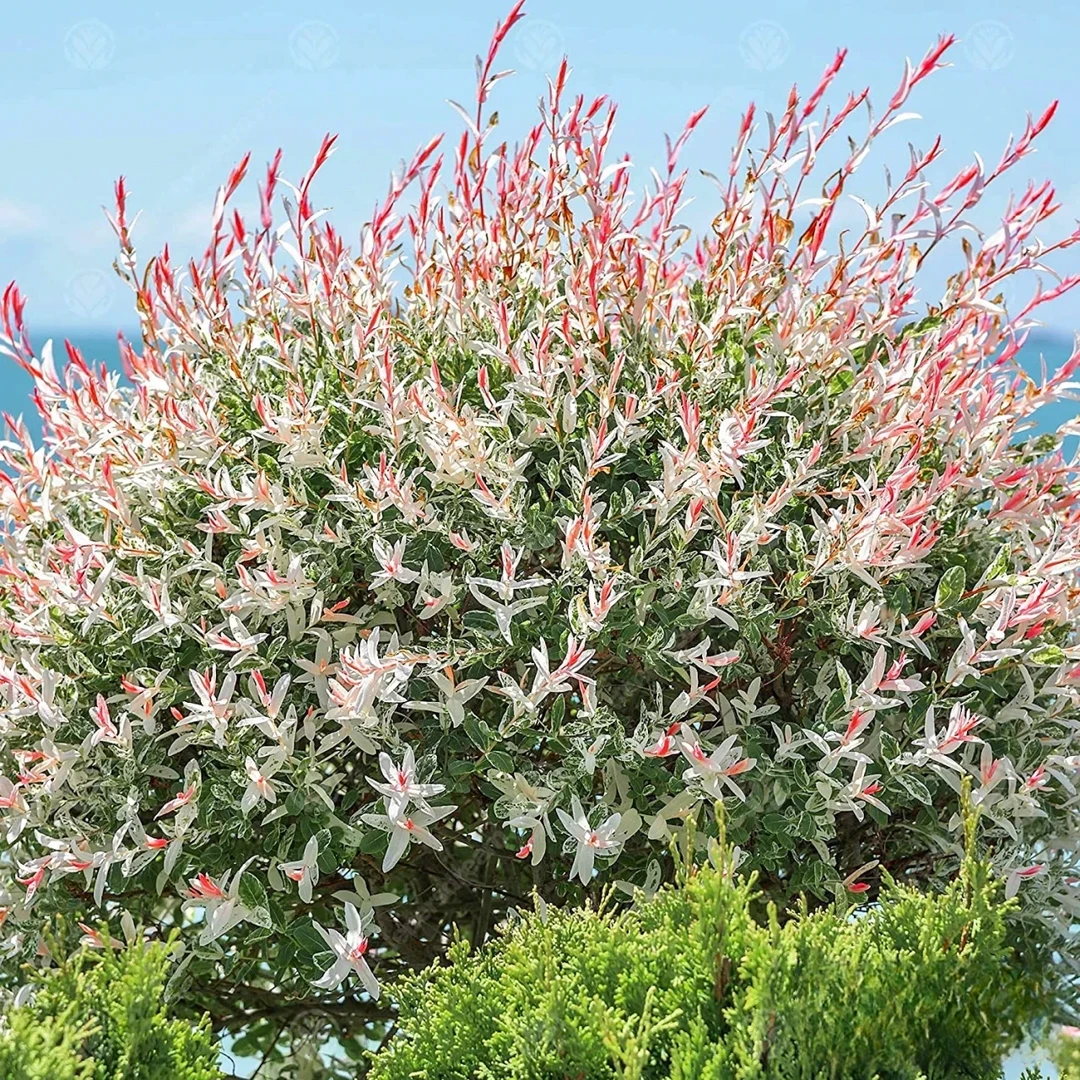 观叶彩色灌木彩叶杞柳四季移栽耐寒耐旱树苗庭院植物盆栽室外易种