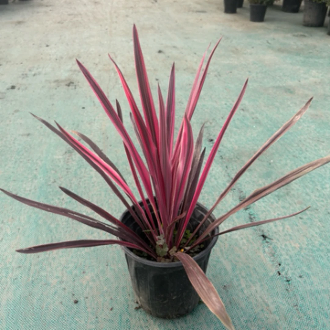 进口彩虹朱蕉斗牛士澳洲朱蕉盆栽红巨人观叶阳台花园庭院造景耐热