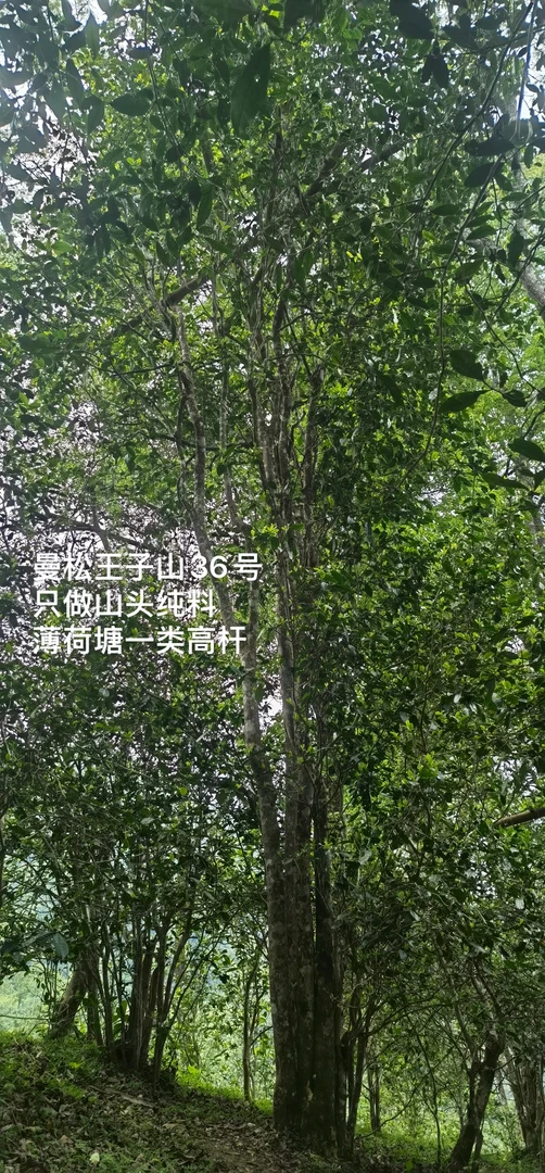 25年薄荷塘一类高杆古树纯料头春