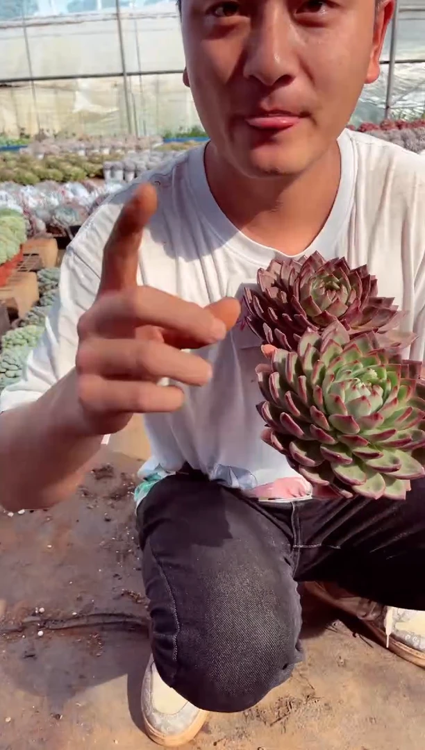 【闪购商品】两颗夜魔侠一物一拍130