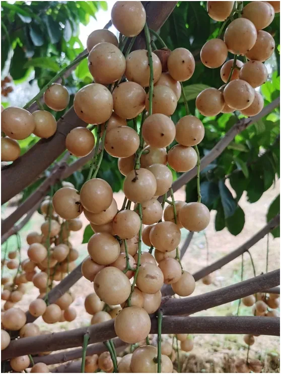 ［精品木荔枝］龙宫果高品质 酸甜可口 当季新鲜果子