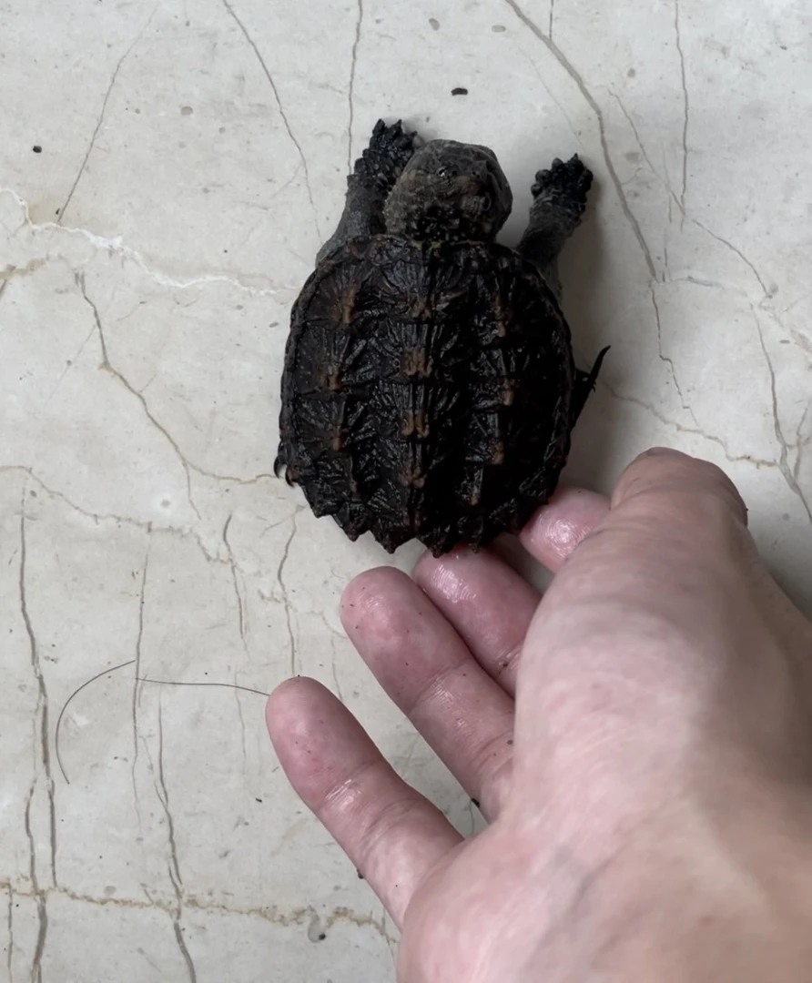 观赏纯佛龟，直播选龟