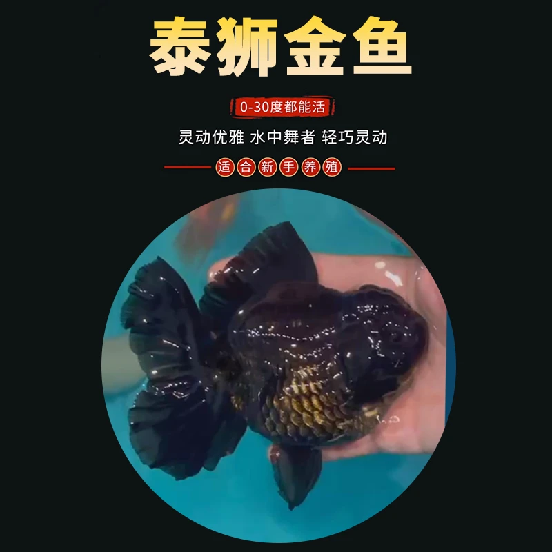 将军泰狮百褶泰狮大尺寸红包路子纯黑樱花包金金鱼好养观赏鱼苗