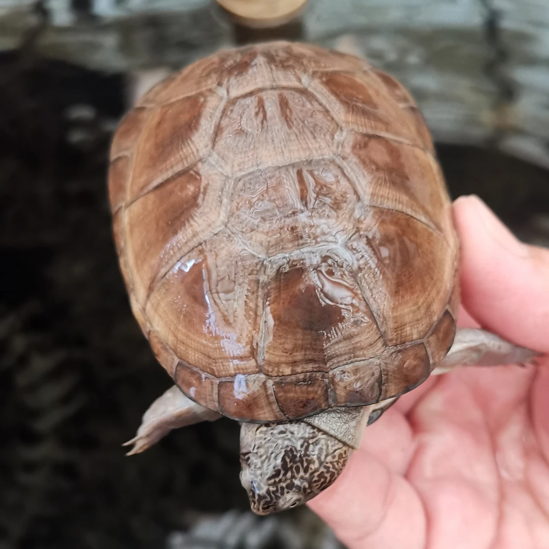 西非侧颈龟笑脸呆萌乌龟宠物互动性好成活率高观赏龟小乌龟