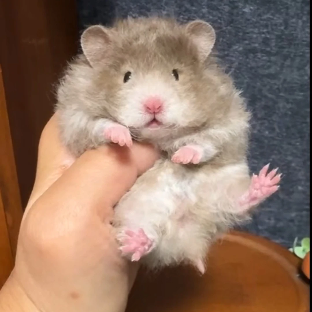 家养精品金丝熊波利长毛卷毛短毛仓鼠活体藤盒发货包邮包活