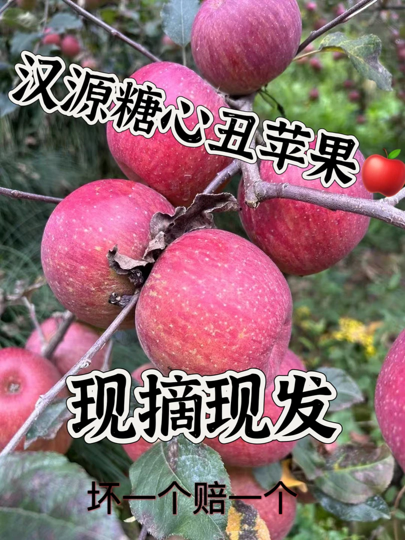 四川汉源高山脆甜丑苹果冰糖心自然成熟当季新鲜水果5斤/9斤发货