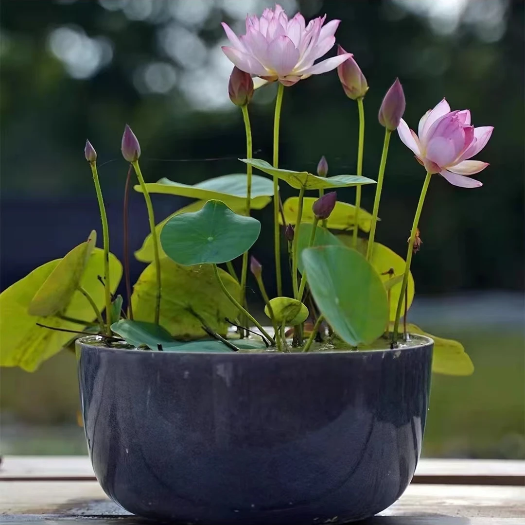 【水培莲花种子】盆栽无土水培莲花四季开花水养赠营养液