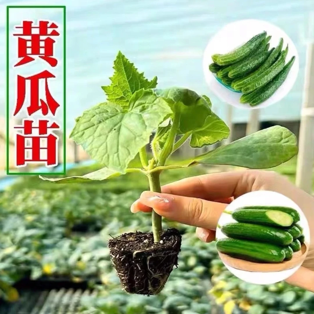 【基地直发】水果黄瓜秧苗青瓜苗水果黄瓜黄瓜苗带土蔬菜苗瓜果苗