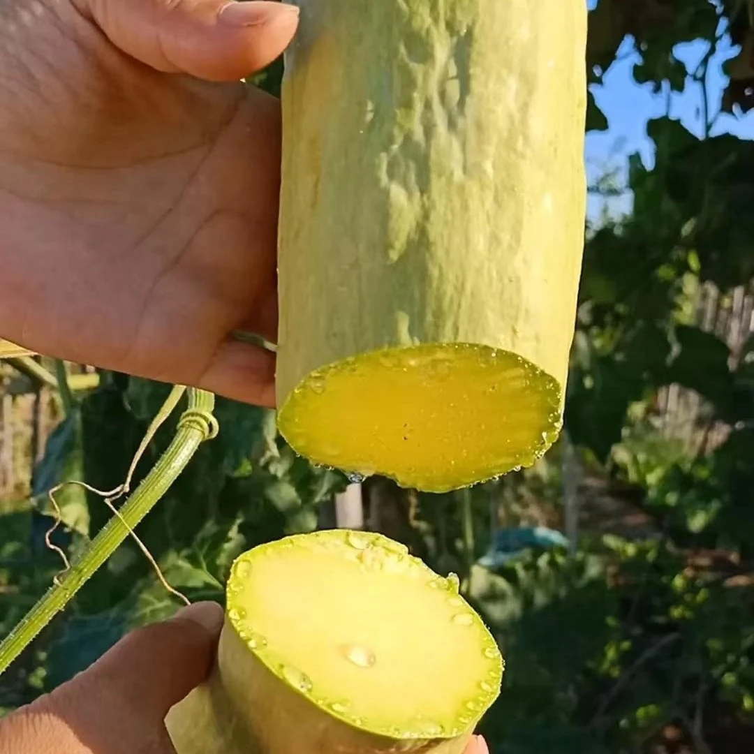 砍瓜种子春季爬藤蔬菜种子砍瓜随吃随砍好吃庭院阳台种植四季播种
