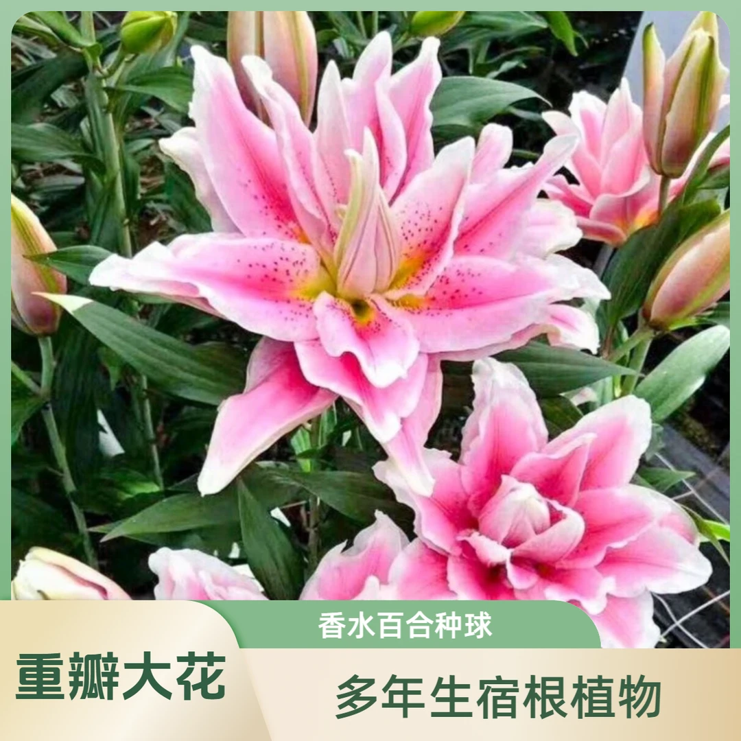 香水百合种球四季赏花重瓣百合阳台庭院高温低温全国春夏秋冬种植