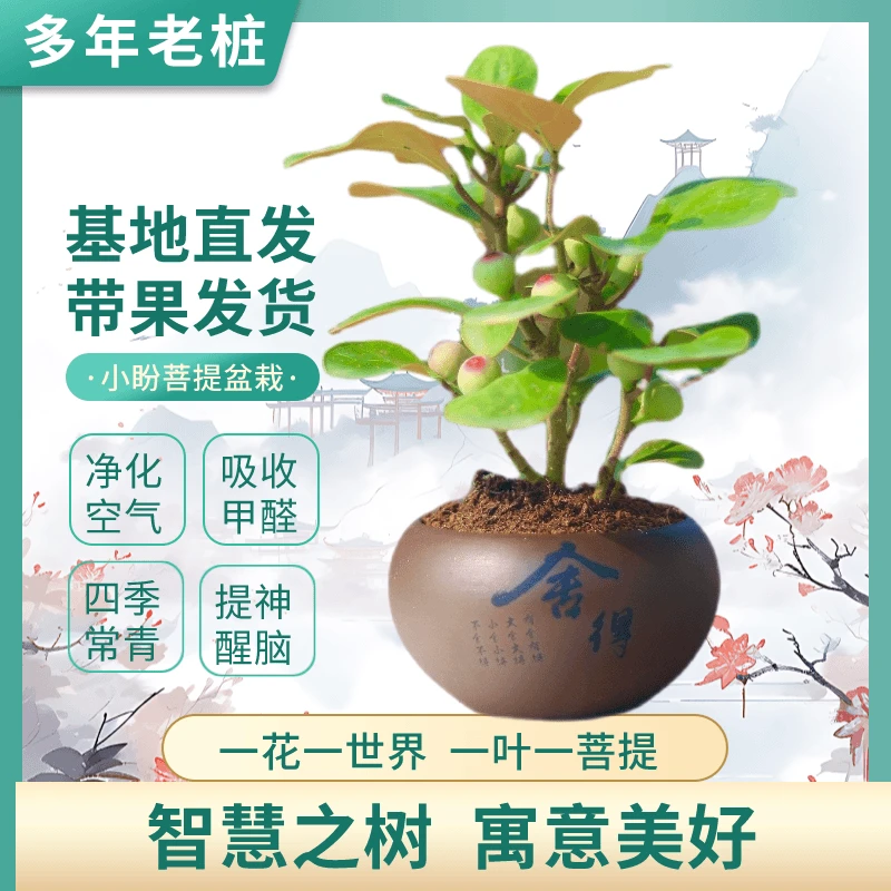 【小盼菩提带果】盆景菩提树禅意中式绿植防辐射室内办公室好养