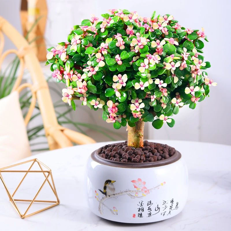 金枝玉叶老桩盆栽绿植花卉绿色水培盆景客厅阳台观叶四季青植物