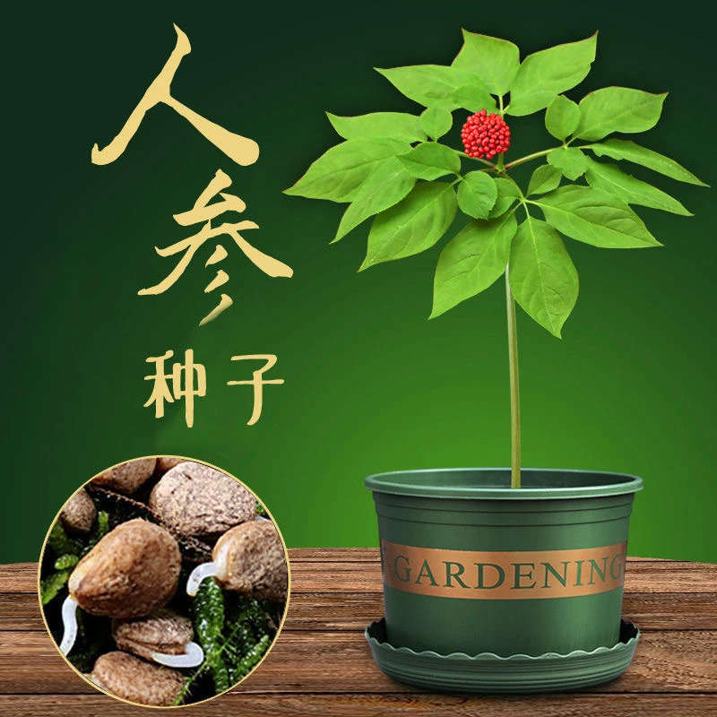 人参种子易种野山参种籽春季阳台盆栽种植耐热抗寒夏季易种