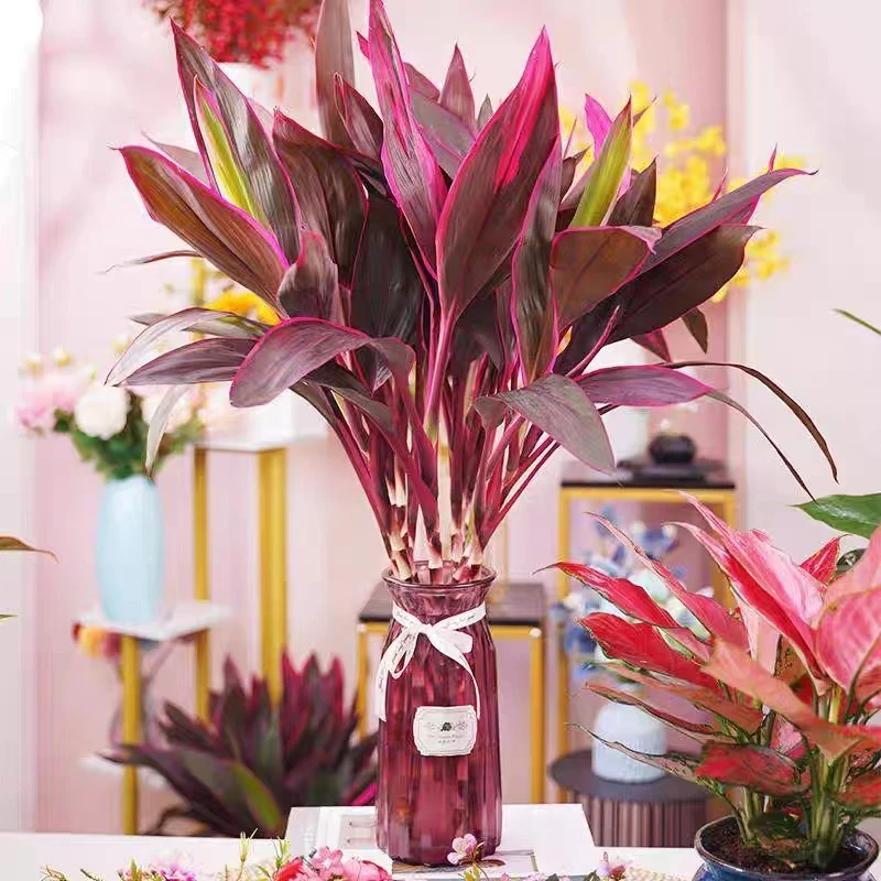 紫竹鸿运当头大叶竹水培水养花卉室内花卉绿植办公室盆栽