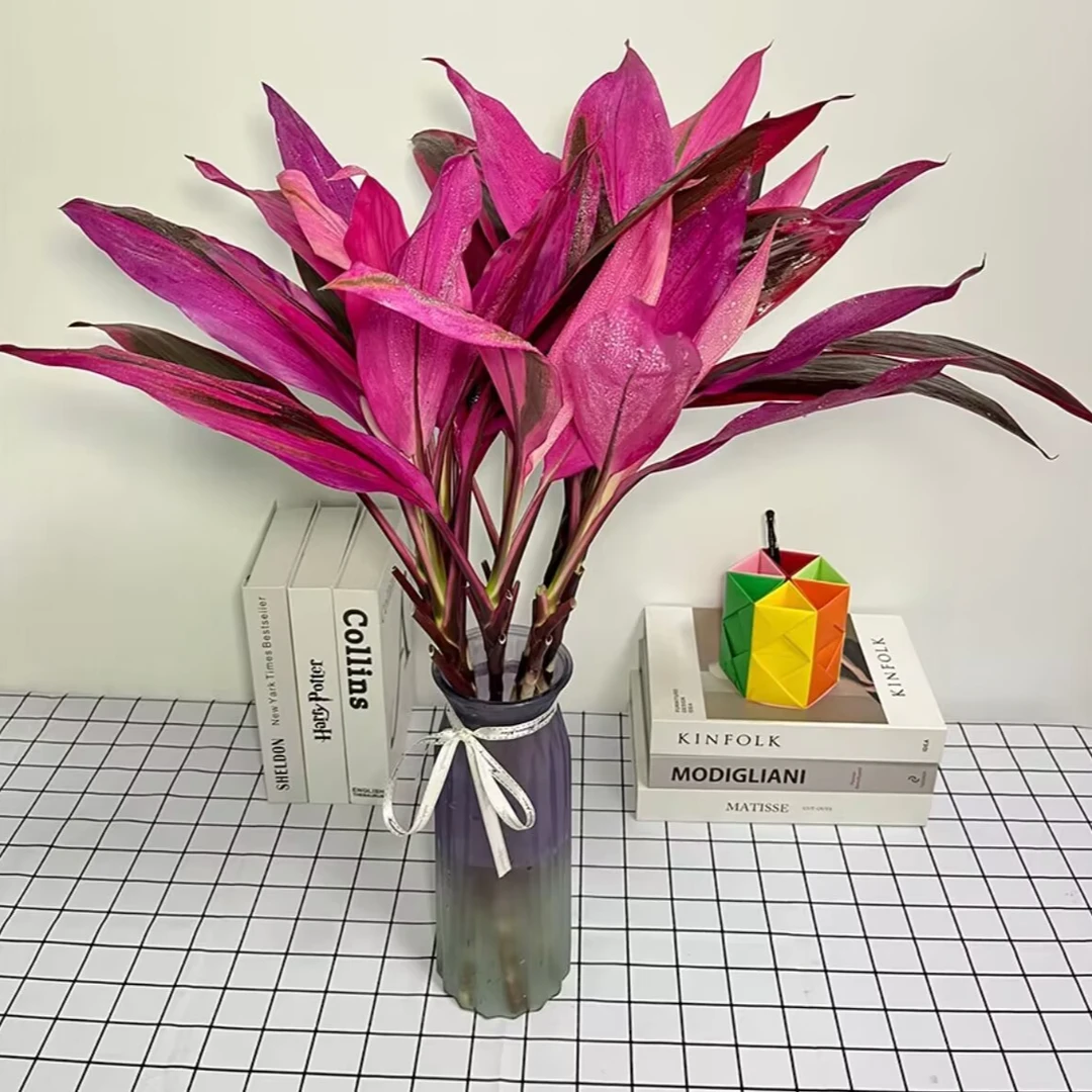 紫竹鸿运当头大叶竹水培水养花卉室内花卉绿植办公室盆栽