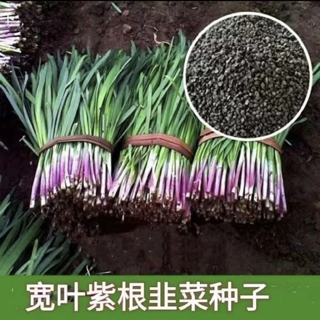 独根红韭菜种子宽叶韭菜籽韭菜种籽紫根红根宽叶大叶耐热耐寒高产