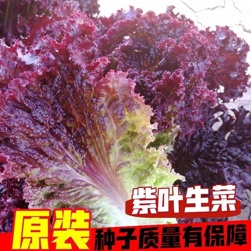 紫叶生菜种子种籽苗农田菜园紫色四季蔬菜