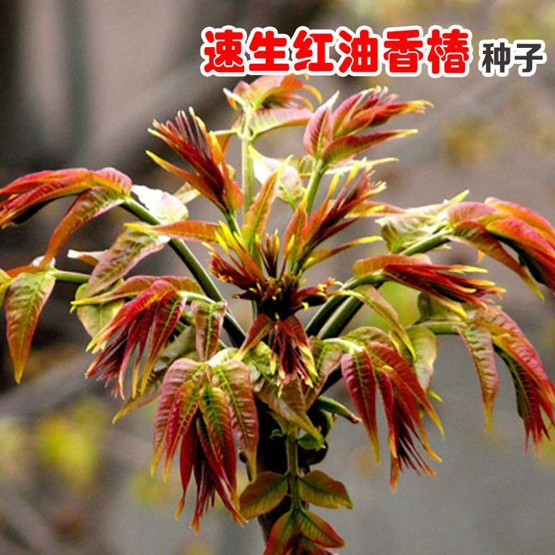 红油香椿种子速生香椿红香椿树种籽简单蔬菜种籽多年生红油香椿