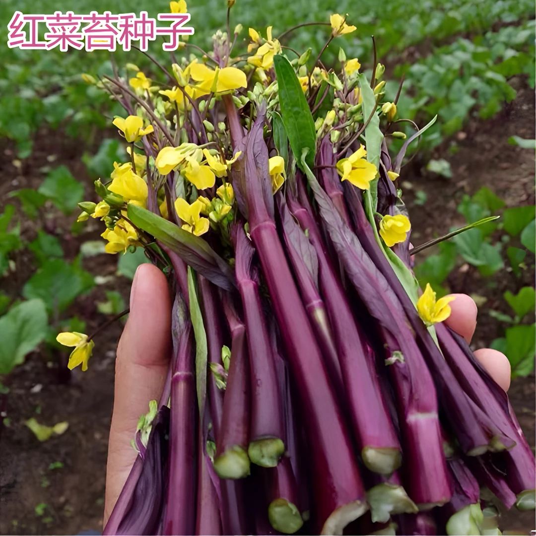 红菜苔种子菜心蔬菜种籽庭院阳台菜园紫菜薹种植菜苔易播种红菜心