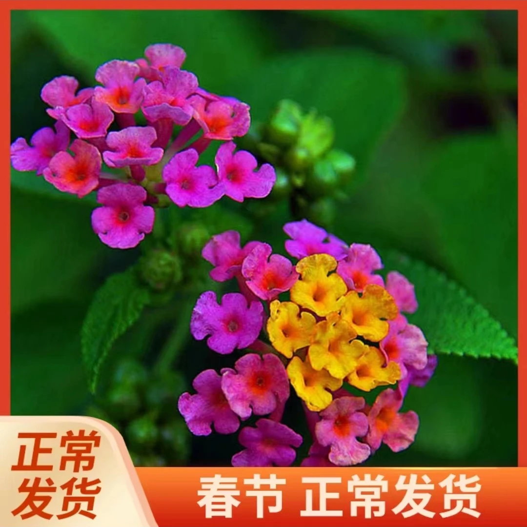 变色草【五色梅种子】四季五彩花室内阳台庭院盆栽多年生面积种植