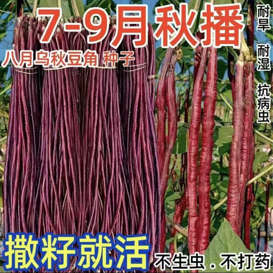 八月乌秋豆角种子紫红豇豆角耐热耐寒高产红豆角农家长豆角蔬菜籽