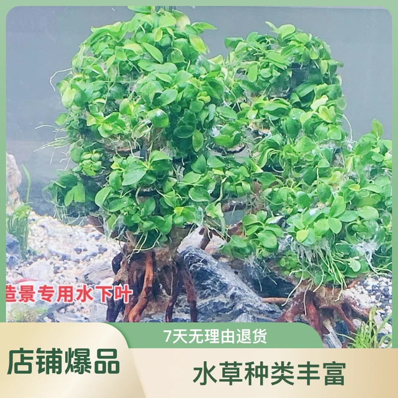 正宗迷你榕阴性草水下叶生命之树发货草缸造景绑沉木粘石头懒人草