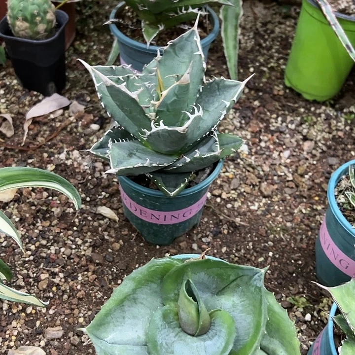 红陶20CM（含）-50CM（不含）保****6