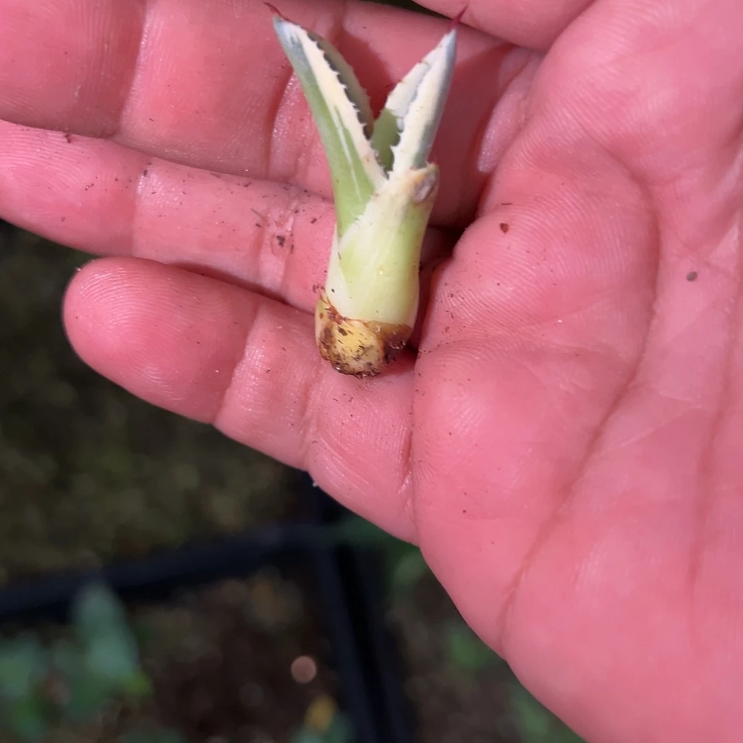 红陶20CM（含）-50CM（不含）行****3