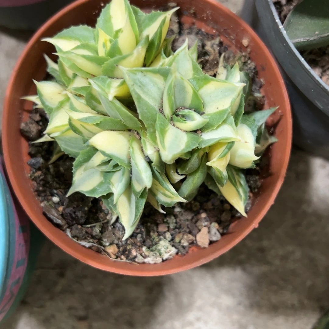 红陶20CM（含）-50CM（不含）