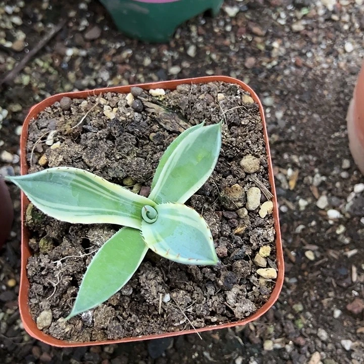 红陶20CM（含）-50CM（不含）陌*人