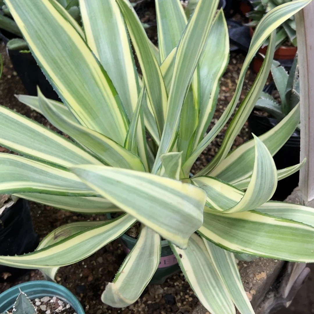 红陶20CM（含）-50CM（不含）
