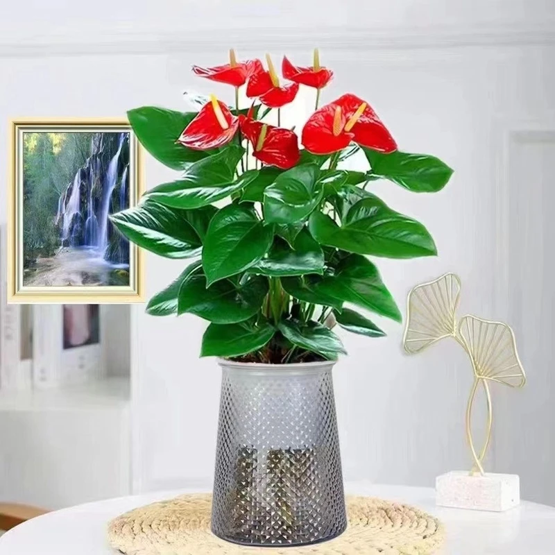 3-5花红掌盆栽四季开花室内水培植物花卉绿植客厅