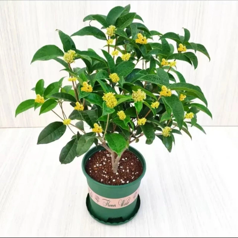 桂花树苗盆栽植物四季开花室内阳台庭院好养活浓香型花卉