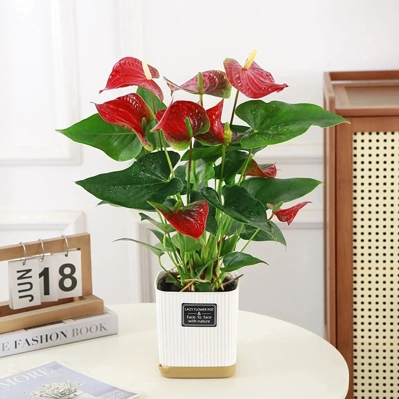 【每盆3-5花】红掌盆栽办公室内绿植盆景鸿运当头客厅花卉四季好养