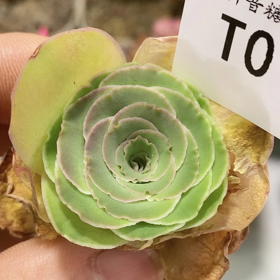 帕美杂蕾丝 t014