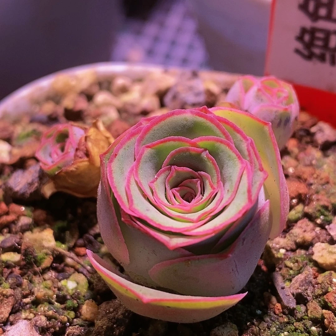 绝色一号 t509