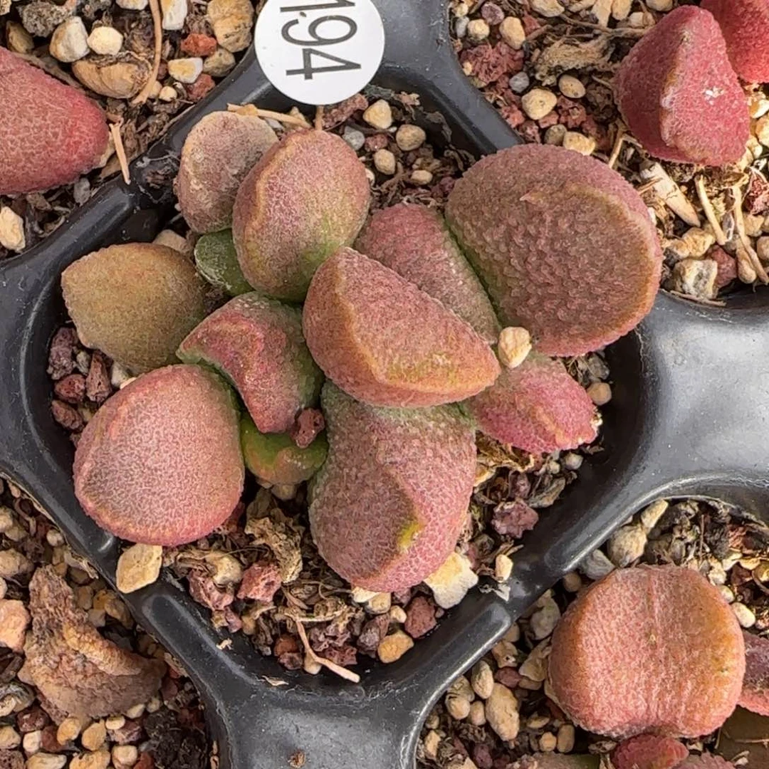 人***风赛猪肝水泡多肉植物194