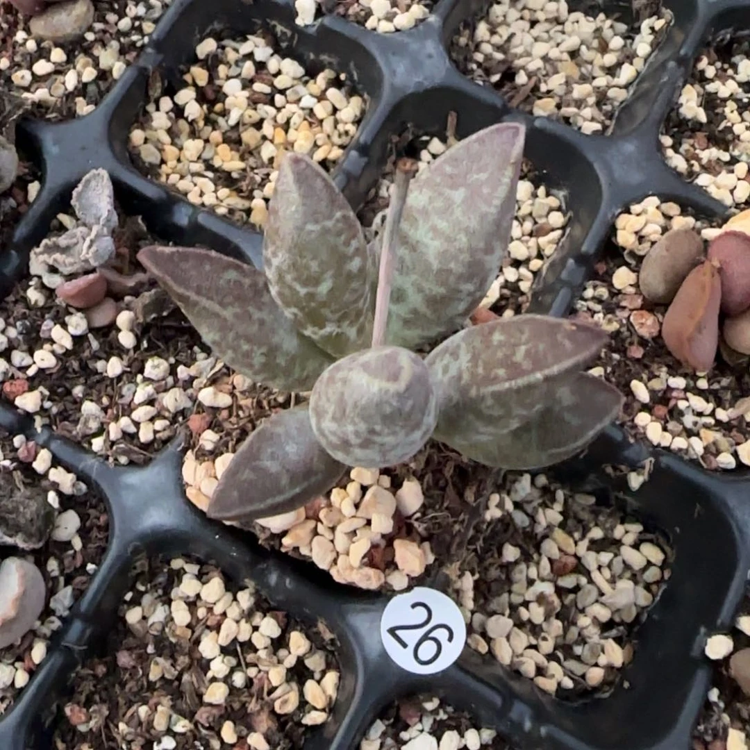 i*暗黑系园艺水泡26