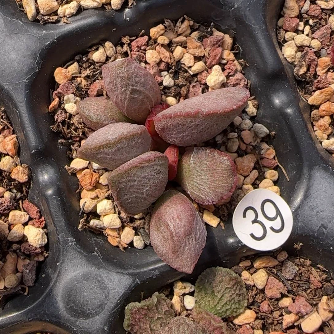 立**阳911圣诞水泡多肉39