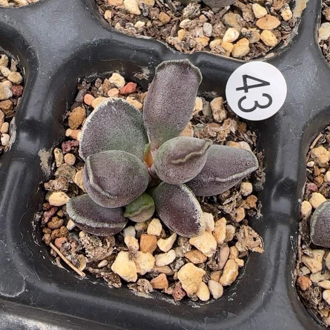 艺伎海豹水泡多肉43