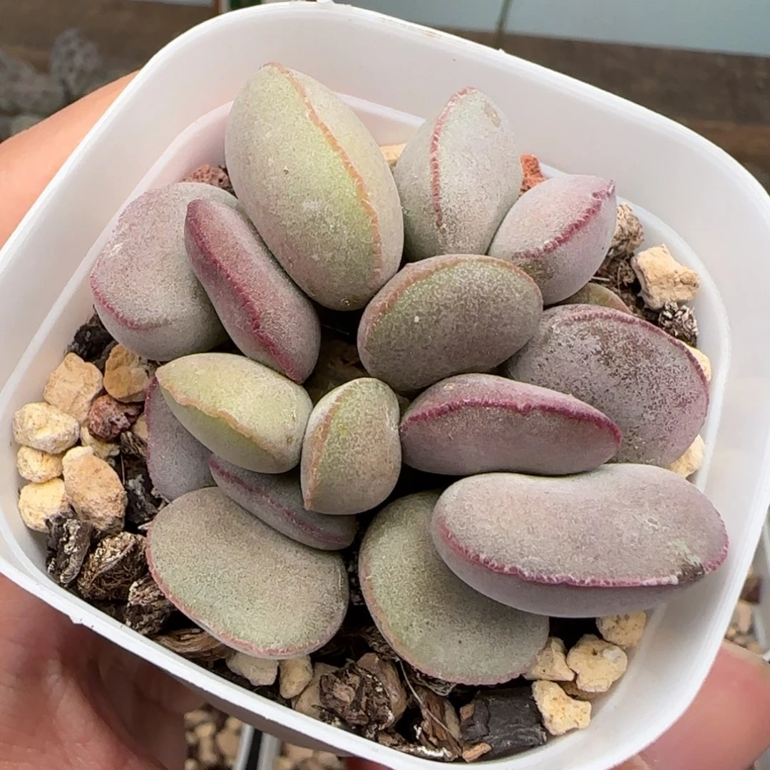 白肌红蛋多肉水泡满28包邮