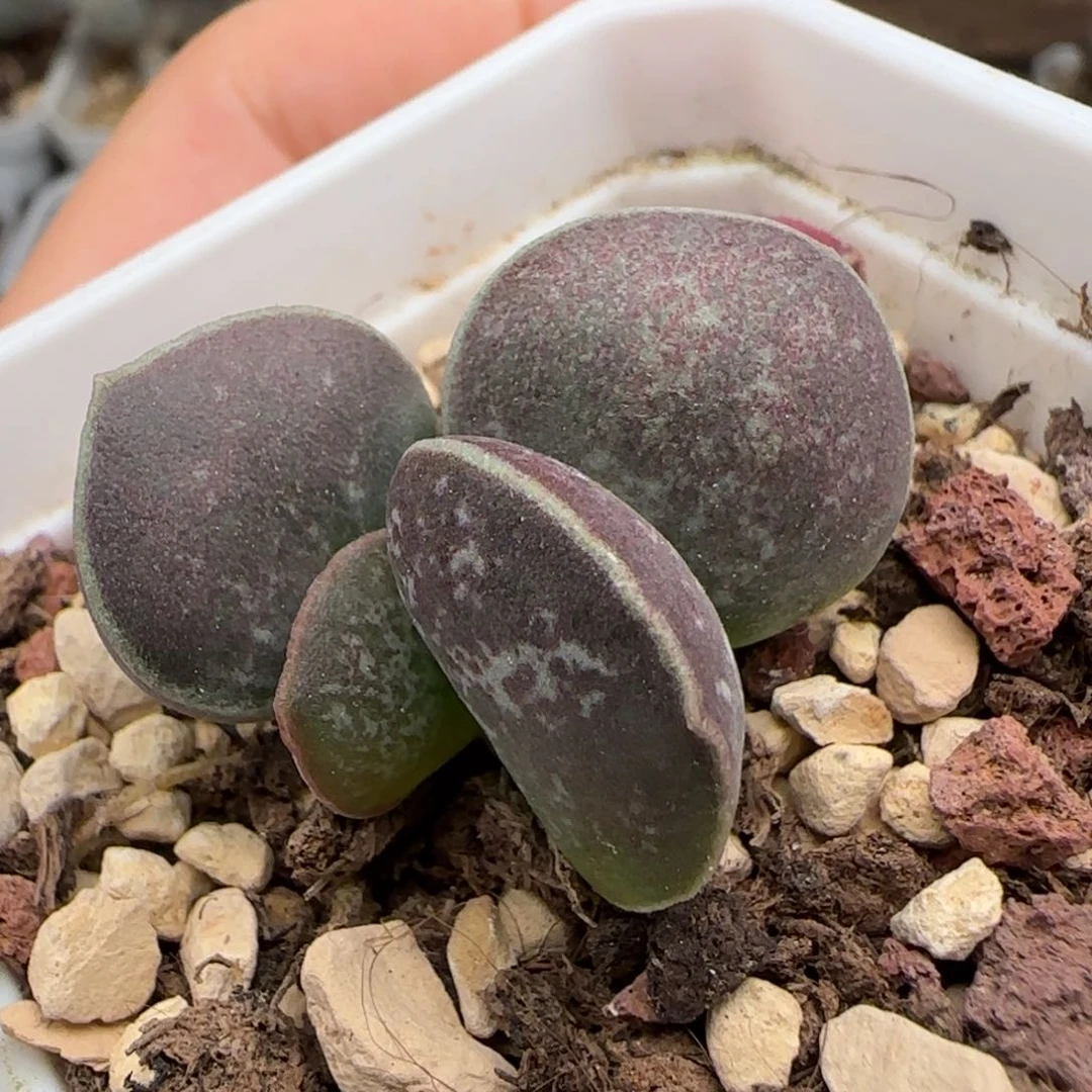 满斑花蛋水泡多肉植物