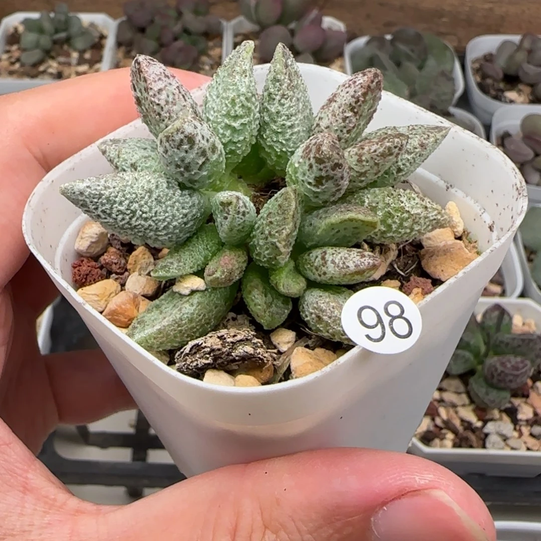 七彩仙女水泡多肉植物98