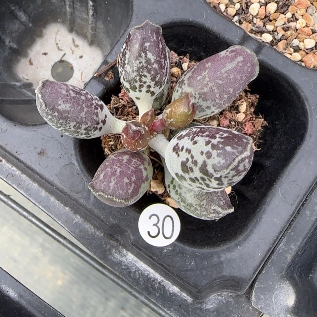 ?*楠紫海豹水泡多肉植物30