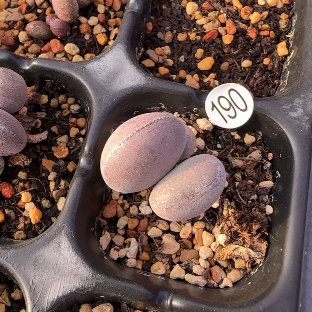 球球紫蛋水泡多肉190